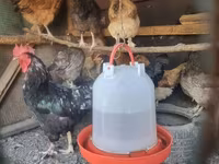 Chickens — รูปภาพ 7