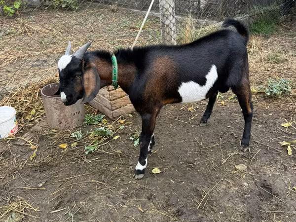 Cabro, Nubian Goat