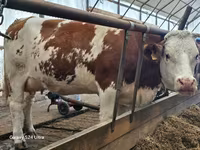 Toro, Simmental cattle — foto 5