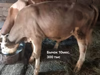 Bou, Simmental cattle — foto 6