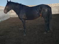 Pastuv, Kushum Horse — fotografija 5