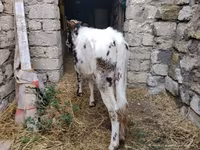 ላም, Russian Black pied cattle — ፎቶ 5