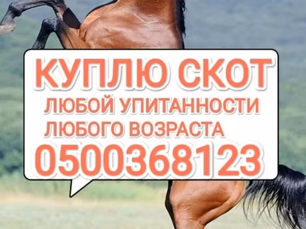 Horse (M), Horses — Kyrgyzstan