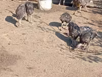 Turkeys — รูปภาพ 4