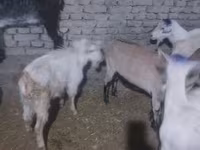 Արու այծ, Saanen goat — լուսանկար 2