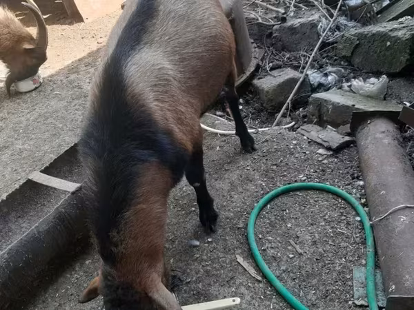 Billy Goat, Alpine goat — Armenia