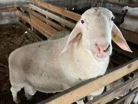 Vædder, Assaf sheep — foto 1