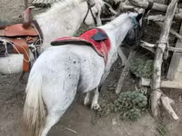 Cavallo, Cavalli — foto 3