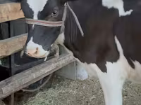 Vaca, Raza Holstein — foto 1