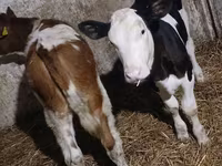 Krava, Russian Black pied cattle — fotografija 1