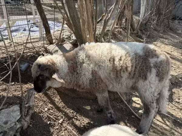 Ram, Sheep — Hungary