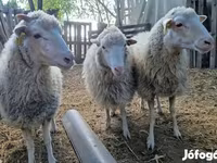 Wad, Cameroon sheep — sawirka 5
