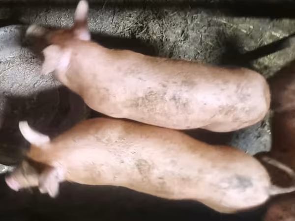 گراز نر, خوک
