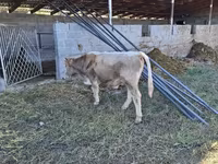 Lembu jantan, Cattle — foto 4