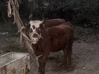 Krava, Simmental cattle — fotografija 2