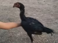 Chickens — 사진 2