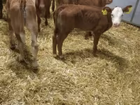 Skot (série, pohlaví neuvedeno), Simmental cattle — foto 6