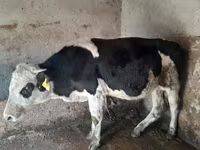 Byk, Russian Black pied cattle — zdjęcie 1