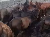 ሴት ፈረስ, Kyrgyz Horse — ፎቶ 1
