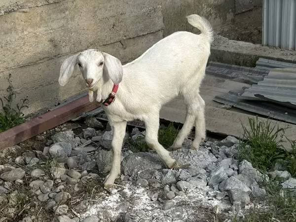 Cừu cái, Tian-Shan semifinewool sheep