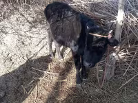 Vacă, Bovine — foto 5