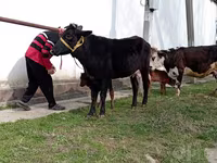 گاو ماده, Simmental cattle — عکس 3