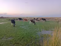 گاو نر, Swiss cattle — عکس 4