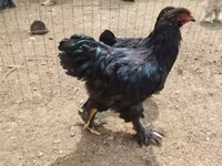 Brahma — foto 7