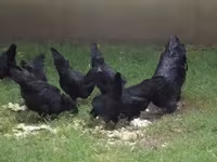 Аям чемани — снимка 2