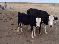 Krava, Latvian Blue cattle — foto 2