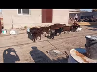 Koza, Kozy — foto 1