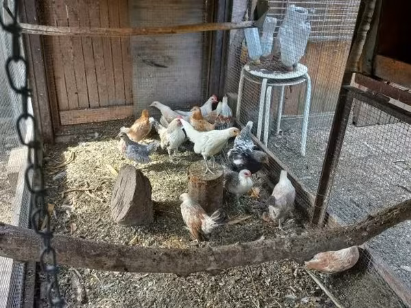 Dutch Bantam