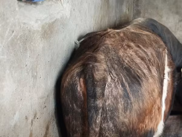 Bull, Cattle — Azerbaijan