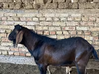 بز نر, Beetal goats — عکس 6