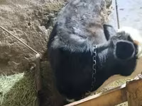 Boğa, Holstein ırkı — foto 2