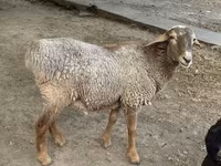 የጎትት አውራ በግ, Sheep — ፎቶ 3