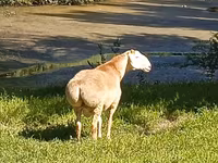 Qoç, Rhon sheep — foto 3