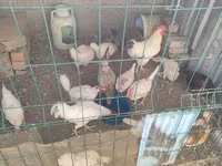 Chickens — Foto 3