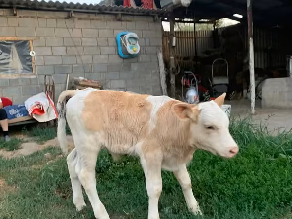 Bull, Montbéliarde