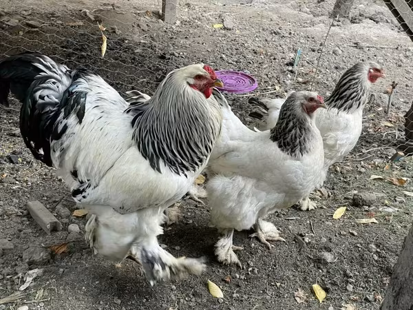 Brahma