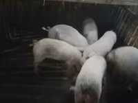 หมูป่าตัวผู้, หมู — รูปภาพ 4