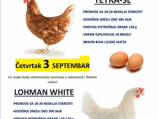Lohmann Brown