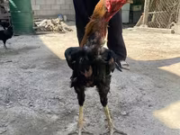 Chickens — 사진 1