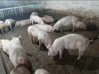 Глиган, Прасета — снимка 2