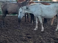 فرس, Horse breed — الصورة 6