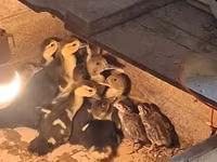 Ducks — รูปภาพ 2