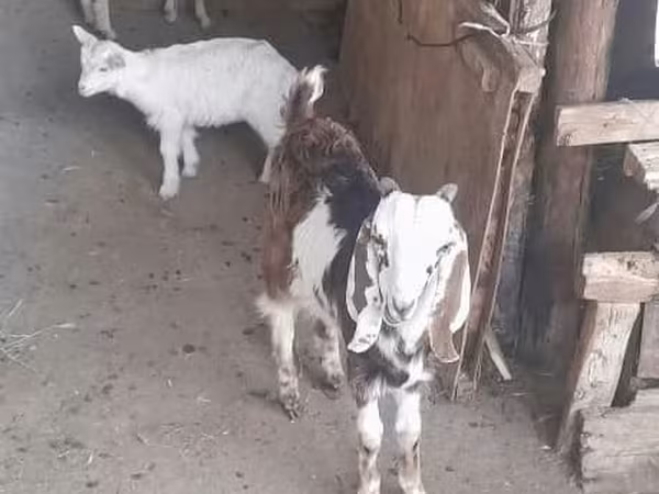Ged, Saanen goat