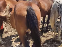 Kuda jantan, Horses — foto 2