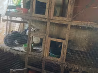 Chickens — عکس 4