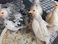 Cochin — foto 4